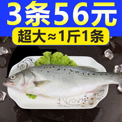 新鲜大鲈鱼花鲈鱼寨花鱼鲈板鱼海鱼海产品海鲜类水产生鲜食品鱼类