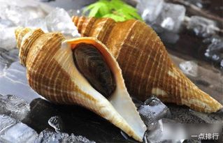 十大最美味的可食用螺 可食用螺品种大全